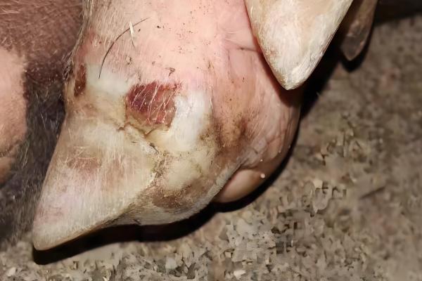 猪口蹄疫一般持续多久，良性的7天便可自愈