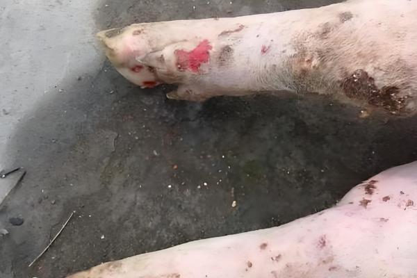 猪口蹄疫一般持续多久，良性的7天便可自愈