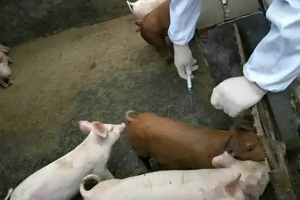 猪口蹄疫一般持续多久，良性的7天便可自愈