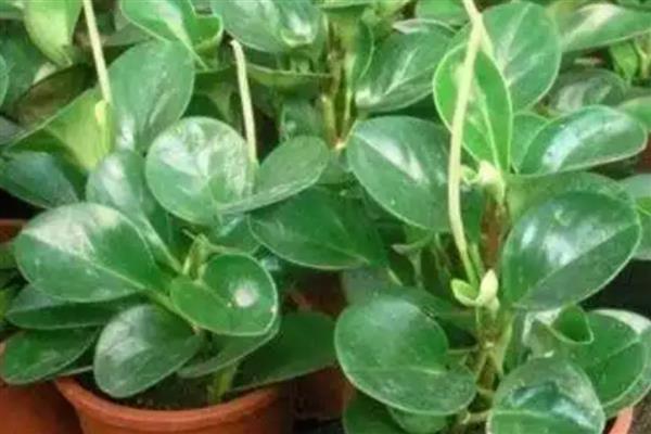 碧玉花的作用,可供观赏也可净化空气