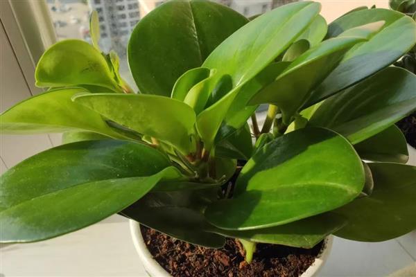 碧玉花的作用,可供观赏也可净化空气