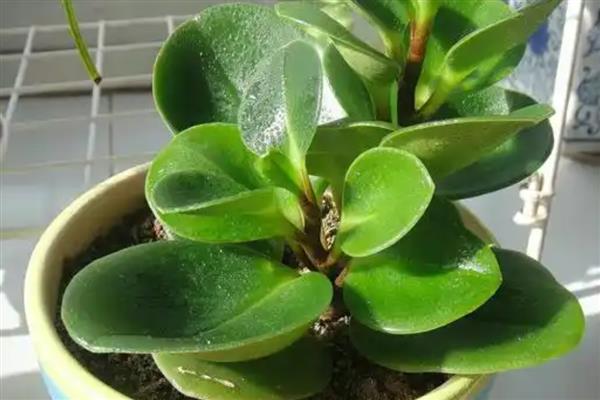 碧玉花的作用,可供观赏也可净化空气