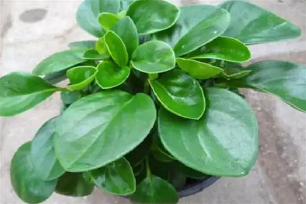 碧玉花的作用,可供观赏也可净化空气