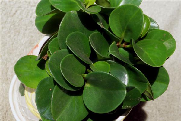 碧玉花的作用,可供观赏也可净化空气