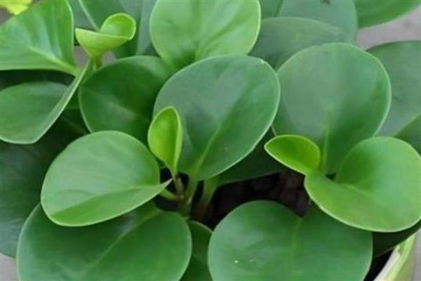 碧玉花的作用,可供观赏也可净化空气