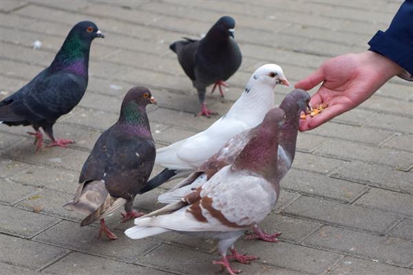 关死棚的鸽子开家会认识家吗，只要注意方法可以认识家