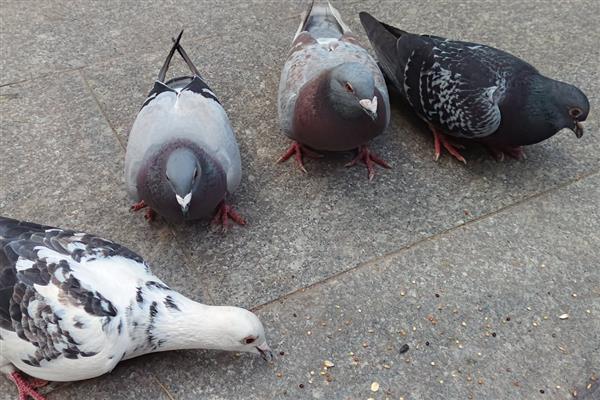 关死棚的鸽子开家会认识家吗，只要注意方法可以认识家