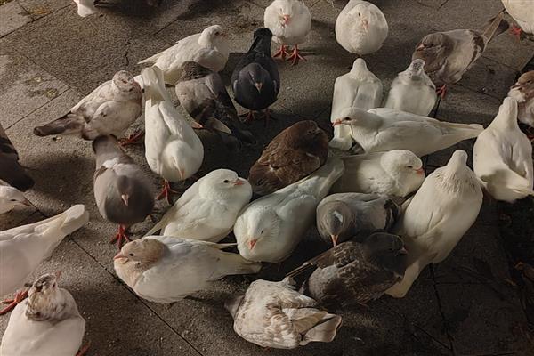 关死棚的鸽子开家会认识家吗，只要注意方法可以认识家