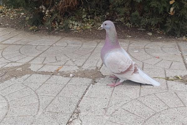 关死棚的鸽子开家会认识家吗，只要注意方法可以认识家