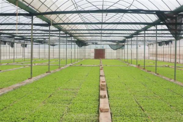 烟叶大棚育苗的注意事项，一定要注重土地质量