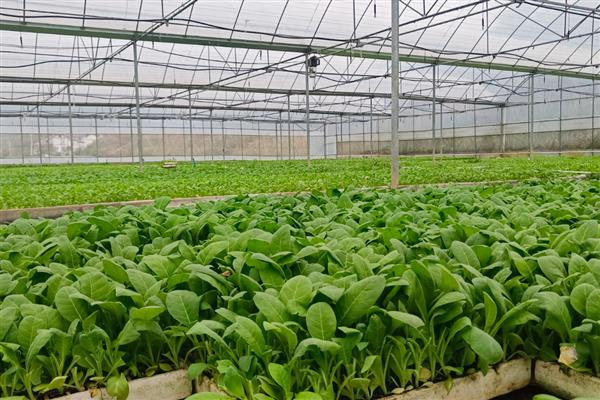 烟叶大棚育苗的注意事项，一定要注重土地质量