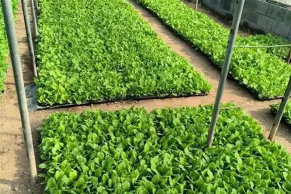 烟叶大棚育苗的注意事项，一定要注重土地质量