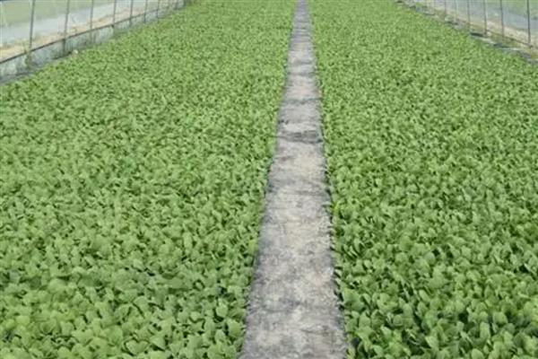 烟叶大棚育苗的注意事项，一定要注重土地质量