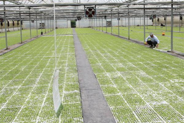 烟叶大棚育苗的注意事项，一定要注重土地质量