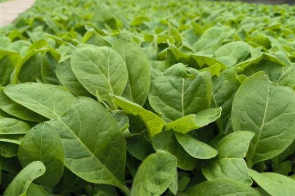 烟叶大棚育苗的注意事项，一定要注重土地质量