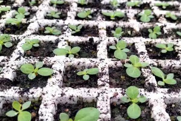 烟叶大棚育苗的注意事项，一定要注重土地质量