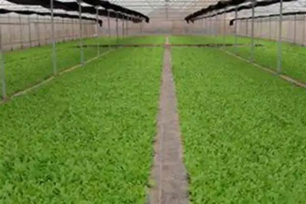 烟叶大棚育苗的注意事项，一定要注重土地质量