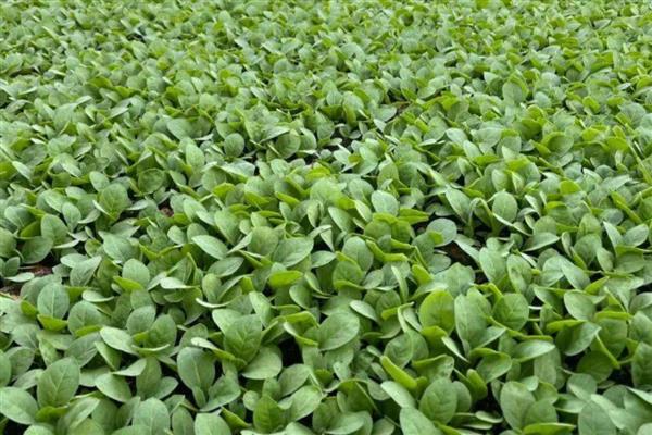 烟叶大棚育苗的注意事项，一定要注重土地质量