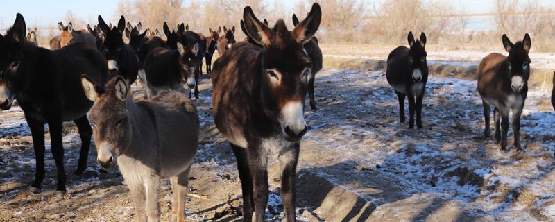 驴的繁殖能力怎么样，繁殖能力比较好