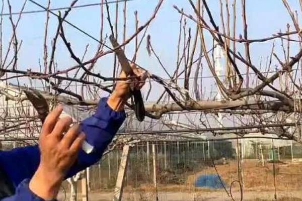 一年生的秋月梨树如何修剪，可以分为冬剪和春剪