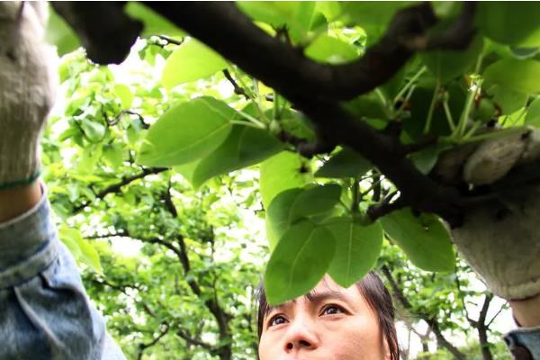 一年生的秋月梨树如何修剪，可以分为冬剪和春剪