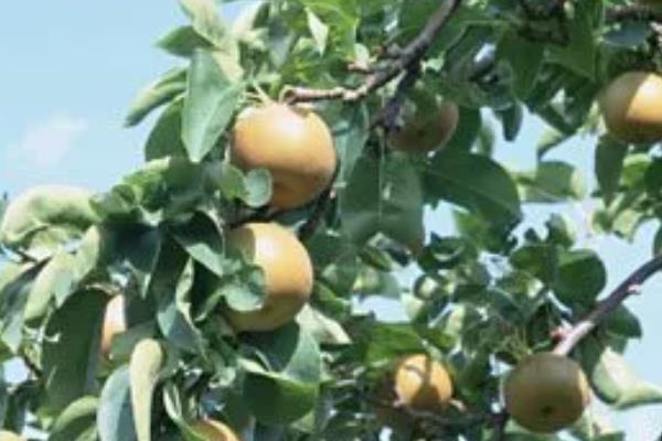 一年生的秋月梨树如何修剪，可以分为冬剪和春剪