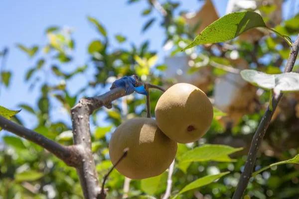 一年生的秋月梨树如何修剪，可以分为冬剪和春剪