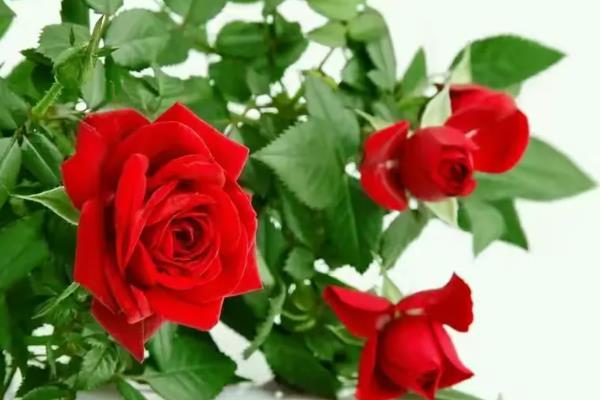 批发玫瑰花的价格,一朵售价2元左右