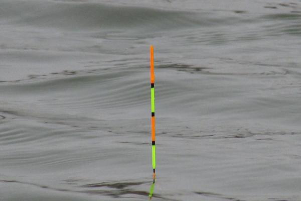 钓白条鱼用哪种饵料打窝，推荐商品饵料、麦麸饼等