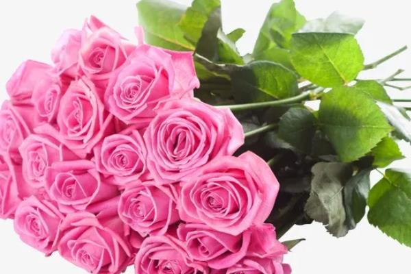 批发玫瑰花的价格,一朵售价2元左右