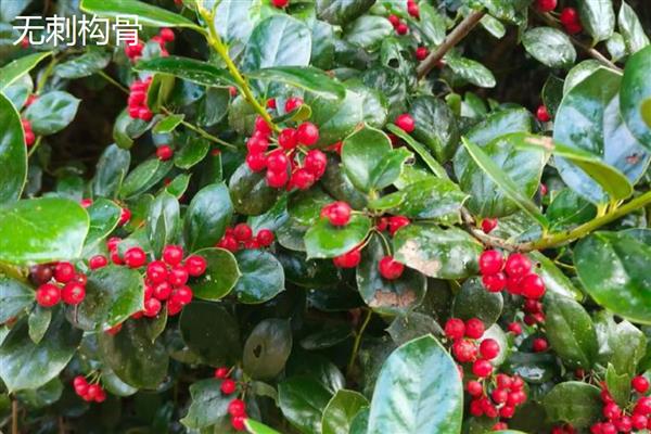 无刺构骨和火棘有何区别,科属、叶片、花朵等方面均不同