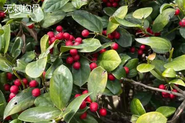 无刺构骨和火棘有何区别,科属、叶片、花朵等方面均不同