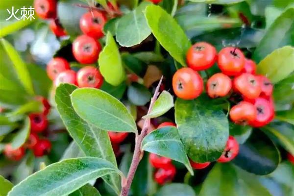 无刺构骨和火棘有何区别,科属、叶片、花朵等方面均不同