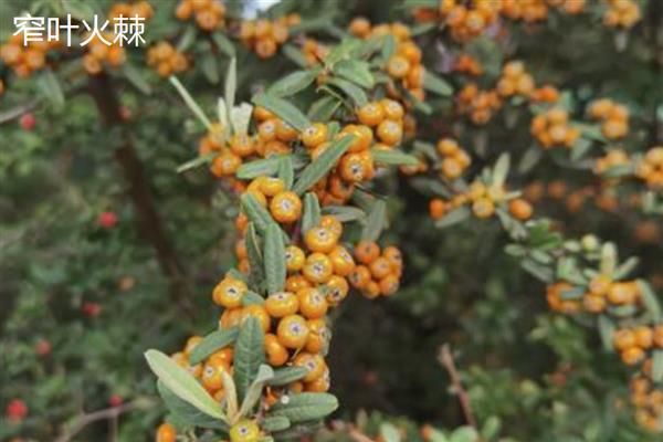 无刺构骨和火棘有何区别,科属、叶片、花朵等方面均不同