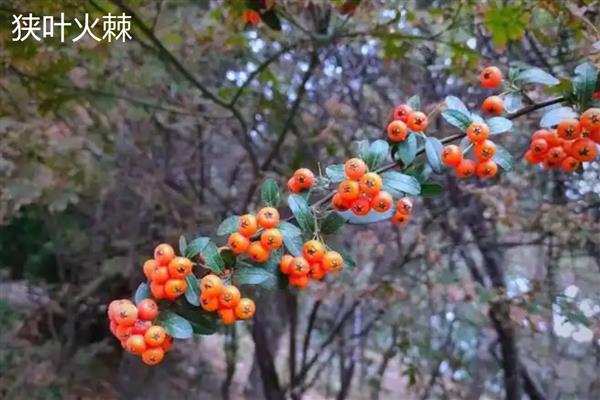 无刺构骨和火棘有何区别,科属、叶片、花朵等方面均不同
