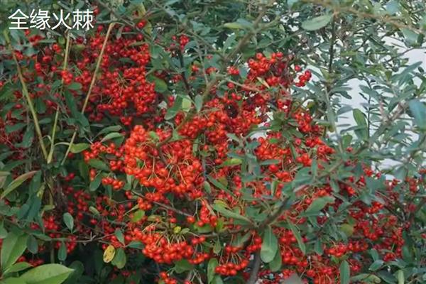 无刺构骨和火棘有何区别,科属、叶片、花朵等方面均不同