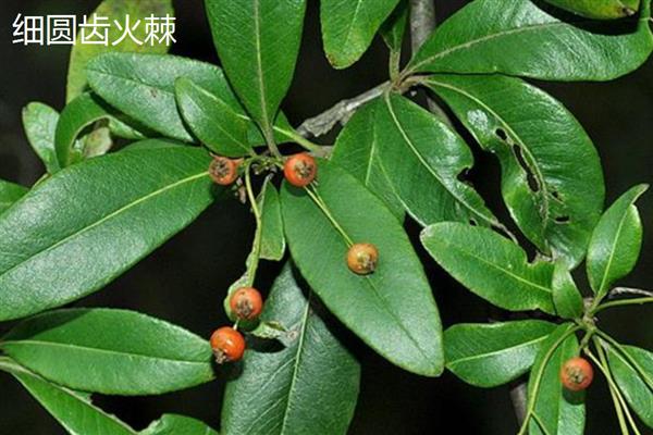 无刺构骨和火棘有何区别,科属、叶片、花朵等方面均不同