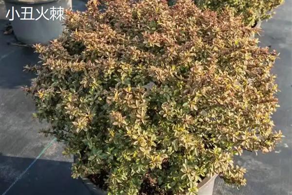 无刺构骨和火棘有何区别,科属、叶片、花朵等方面均不同