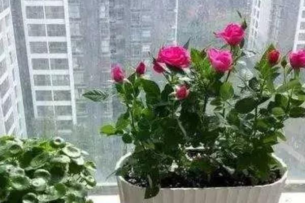 批发玫瑰花的价格,一朵售价2元左右