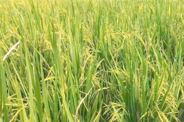 芒种又叫忙种吗，芒种又叫忙种