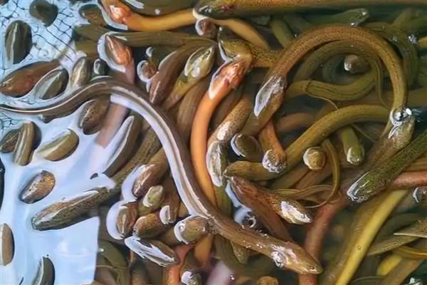 适合农村养殖的项目,黄鳝、香鹑雁等动物值得考虑