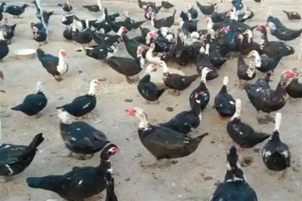 适合农村养殖的项目,黄鳝、香鹑雁等动物值得考虑