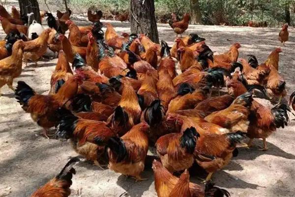 适合农村养殖的项目,黄鳝、香鹑雁等动物值得考虑