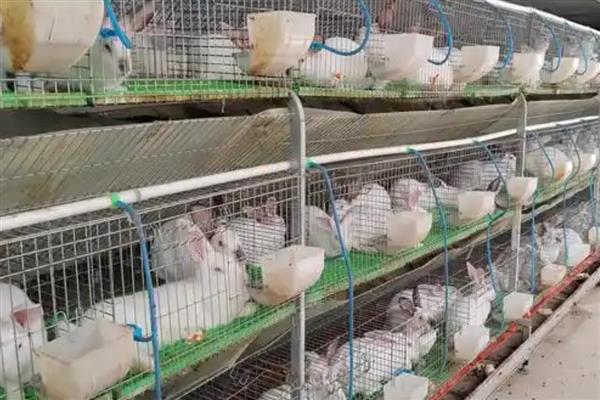 适合农村养殖的项目,黄鳝、香鹑雁等动物值得考虑