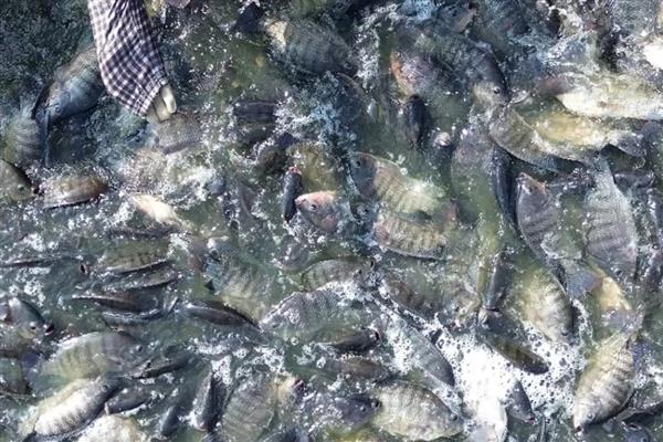 适合农村养殖的项目,黄鳝、香鹑雁等动物值得考虑