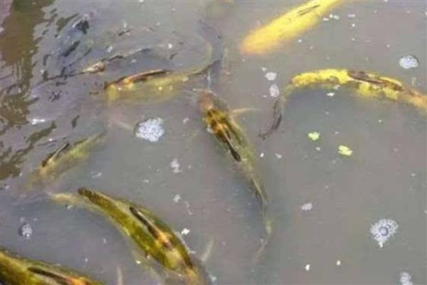 适合农村养殖的项目,黄鳝、香鹑雁等动物值得考虑