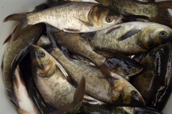 适合农村养殖的项目,黄鳝、香鹑雁等动物值得考虑