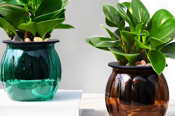 碧玉的家庭养法，在早晨和傍晚各浇一次水