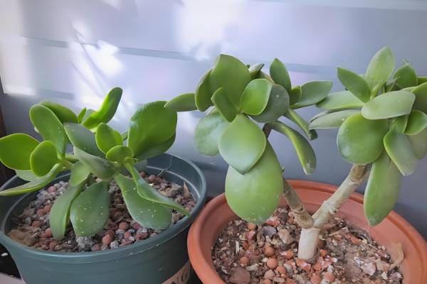 碧玉的家庭养法，在早晨和傍晚各浇一次水