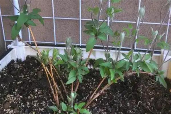 铁线莲如何培育小苗，首先选择饱满、品质优良的种子